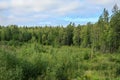 Green mixed coniferous forest.