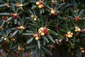 Green mock orange bush with yellow fruits and red seeds