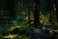 Green moist undergrowth in summer forest, permeated with sunlight. Wet moss, grassy soil, twilight of the taiga morning. Plant