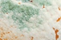 Green mold, Penicillium fungus, on a citrus fruit peel, macro photo