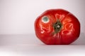 Green mold on one red spoiled tomato on a light background Royalty Free Stock Photo