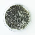 Green mold in a petri dish
