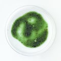 Green mold sample in a petri dish