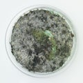 Green mold specimen in a petri dish