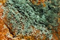 Green mold on the surface of an orange macro Royalty Free Stock Photo