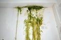 Green mold on a wall