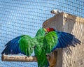 Green Moluccan eclectus(Eclectus roratus) parrot feeding its baby in the nest in jungle Safari zoo.