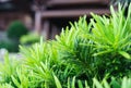 Close-up of the vivid green leaves with drops of water on it. Natural background, freshness, springtime, rain season. Selective fo