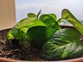 Green Money Plant in the pot Royalty Free Stock Photo