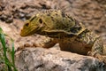 Green Monitor Lizard