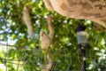 Green monk parakeet parrot sitting on a mesh fence Royalty Free Stock Photo