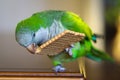 Green monk parakeet or quaker parrot eating a biscuit Royalty Free Stock Photo