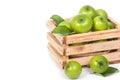 Green Monkey apple or jujubes