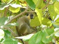 Green Monkey at the Barbados Wildlife Reserve