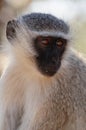 Green Monkey (Chlorocebus)