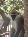 Green Monkey, Chlorocebus aethiops, Awash National Park, Ethiopia Royalty Free Stock Photo