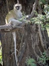 Green Monkey Chlorocebus aethiops, Chobe National Park, Botswana Royalty Free Stock Photo