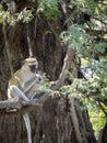 Green Monkey Chlorocebus aethiops, Chobe National Park, Botswana Royalty Free Stock Photo