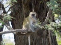 Green Monkey Chlorocebus aethiops, Chobe National Park, Botswana Royalty Free Stock Photo