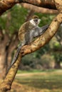 Green Monkey - Chlorocebus aethiops Royalty Free Stock Photo