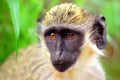 Green monkey in Senegal, Africa