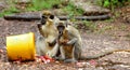 Green monkey in Senegal, Africa