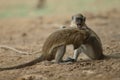 Green monkeys in Niokolo Koba National Park.