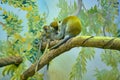 Green monkeys at the zoo in Yuzhno-Sakhalinsk, Russia. Royalty Free Stock Photo