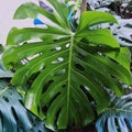 Green monstera king ornamental indor