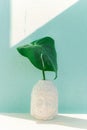 monstera leaf in ceramic Buddha head vase on blue wall background, summer tropical minimalism Royalty Free Stock Photo