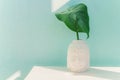 green monstera leaf in ceramic Buddha head vase Royalty Free Stock Photo