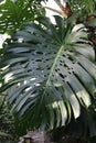 Green monstera leaf, close up, tropical greenery. Natural background. Royalty Free Stock Photo