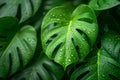 Green Monstera leaf covered in water drops hi-res wallpaper background Royalty Free Stock Photo