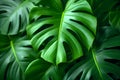 Green Monstera leaf covered in water drops hi-res wallpaper background Royalty Free Stock Photo