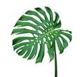 Green monstera leaf with stalk, the tropical plant evergreen vine isolated on white background, clipping path include Royalty Free Stock Photo