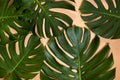 Monstera leaves decorated over creative nude beige pastel backg Royalty Free Stock Photo