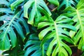 Green monstera leaves