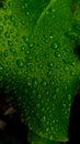 green monstera leaves and raindrops Royalty Free Stock Photo