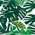 Green monstera pattern white background. exotic pattern with tropical leaves. Vector illustration. monstera leaf Royalty Free Stock Photo