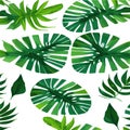 Green monstera pattern white background. exotic pattern with tropical leaves. Vector illustration. monstera leaf Royalty Free Stock Photo