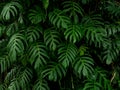 Green monstera philodendron tropical plant leaves vine background, backdrop