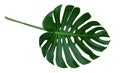 Green monstera plant leaf with stalk, the tropical evergreen vine isolated on white background, clipping path