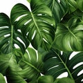 Green monstera tropical leaf on white background.