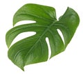 Green monstera tropical leaf on white background. Tropical palm philodendron leaf Royalty Free Stock Photo