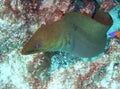 Green moray