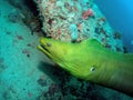 Green Moray Eel Royalty Free Stock Photo