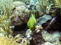 Green Moray Eel in Belize Barrier Reef