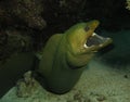 Green moray eel Royalty Free Stock Photo