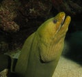 Green moray eel