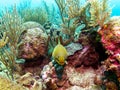 Green Moray Eel in Belize Coral Reef